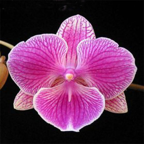 Phalaenopsis Cancun B S Phalaenopsis Cancun B S